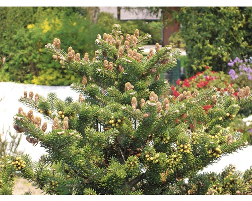Jedľa kórejská kompaktná FloraSelf Abies koreana 'Molli' 25-30 cm kvetináč 4 l Detailný záber kórejskej jedle so šiškami a ihličím v záhrade.