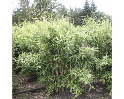 Bambusová rastlina vonku