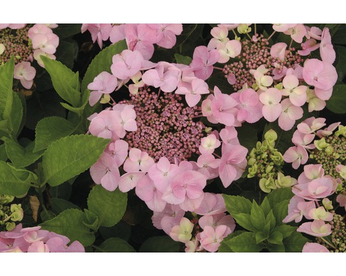 Hortenzia veľkolistá ružová FloraSelf Hydrangea macrophylla výška 30-40 cm kvetináč 5 l