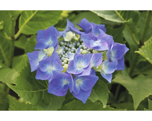 Hortenzia kalinolistá modrá FloraSelf Hydrangea macrophylla výška 30-40 cm kvetináč 5 l