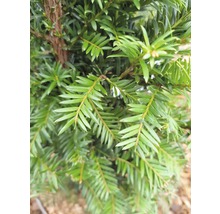 Tis červený FloraSelf Taxus baccata výška 40-50 cm kvetináč 5 l