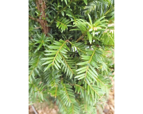 Detailný pohľad na tis s ihličím.