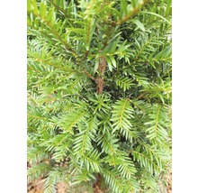 Tis červený FloraSelf Taxus baccata výška 40-50 cm kvetináč 5 l