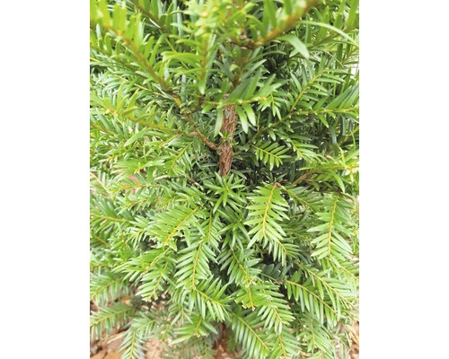 Detailný pohľad na tis s ihličím