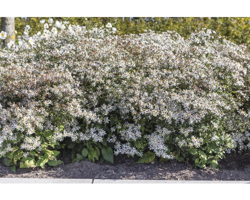 Astra, Astra rázsochatá FloraSelf Aster divaricatus výška 5-20 cm kvetináč 0,5 l biela Kvitnúca vankúšová astra v záhrade.