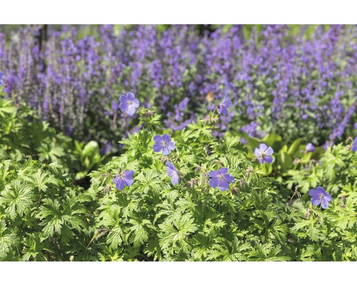 Pakost FloraSelf Geranium 'Johnson's Blue' 5-15 cm kvetináč 0,5 l