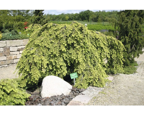 Jedľovec kanadský previsnutý v záhrade