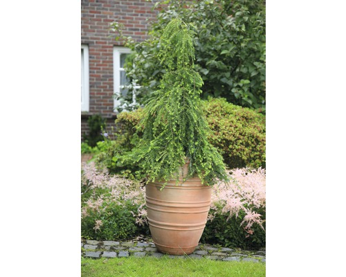 Cypruštek v terakotovej nádobe do záhrady