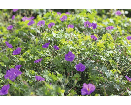 Pakost FloraSelf Geranium sanguineum'Tiny Monster' kvetináč 0,5 l
