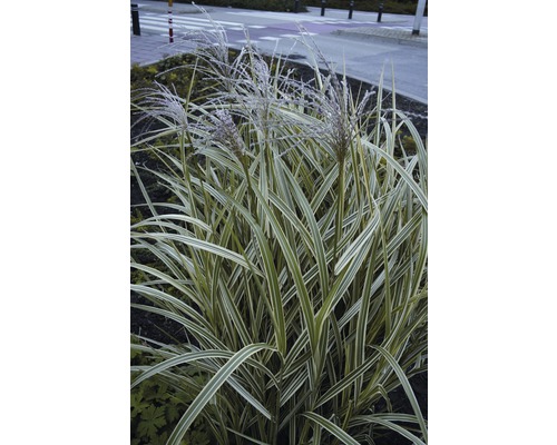 Ozdobnica čínska s bielymi prúžkami FloraSelf Miscanthus sinensis 'Variegatus' 10-80 cm kvetináč 3 l