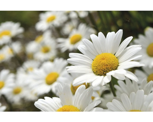 Králik najväčší FloraSelf Leucanthemum maximum 'Brodway' 5-20 cm kvetináč 0,5 l Detailný záber kvetov margarétok s bielymi okvetnými lístkami a žltými kvetnými úbormi.