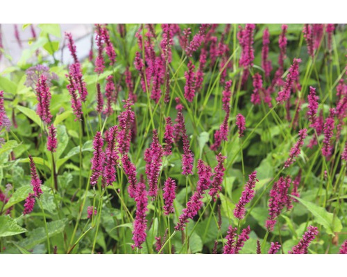 Hadovník FloraSelf Bistorta amplexicaulis (pôv. Persicaria amplexicaulis) 5-40 cm kvetináč 0,5 l