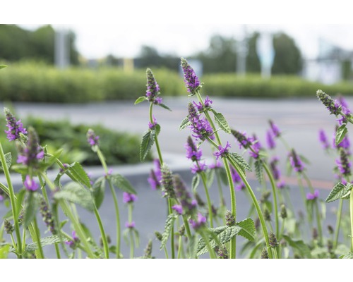 Bukvica lekárska FloraSelf Stachys officinalis 'Hummelo' (syn. Stachys monnieri 'Hummelo') 5-50 cm kvetináč 0,5 l