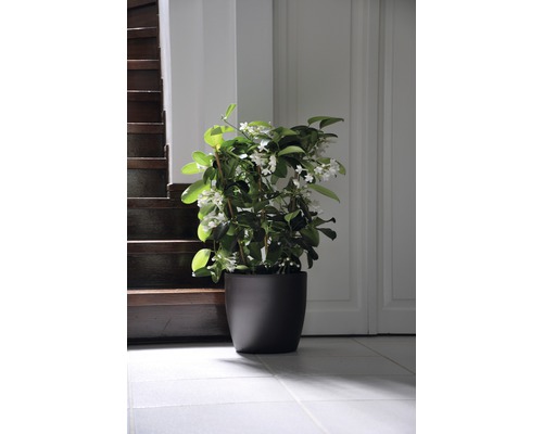 Voňavý jazmín v kvetináči vedľa schodiska a dverí