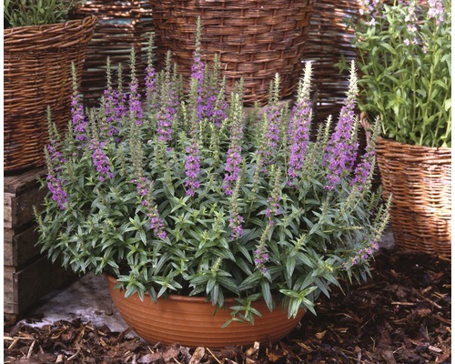 Vrbica vrbolistá FloraSelf Lythrum salicaria 10-30 cm kvetináč 3 l