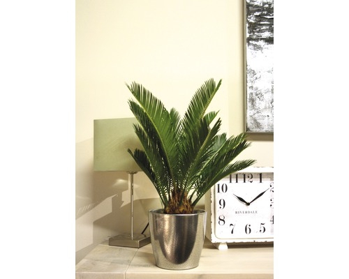 Rastlina zamiokulkas v striebornom kvetináči na stole s lampou a hodinami