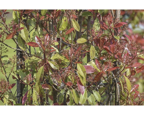 Rastlina Photinia s červenými a zelenými listami