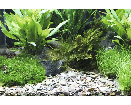 Akvárium s rastlinami, kameňmi a štrkom