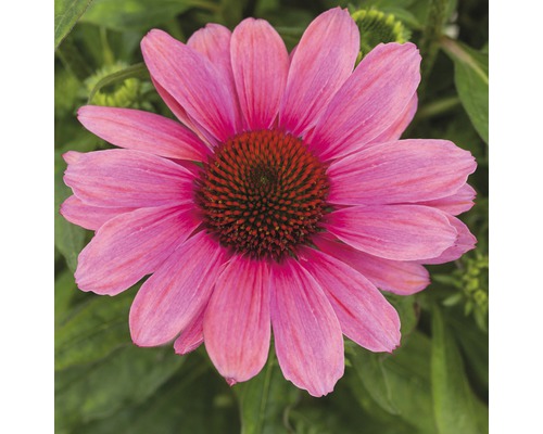 Detailný záber ružovej kvetiny echinacea
