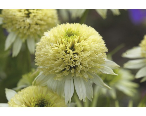 Detailný záber jediného kvetu Echinacea