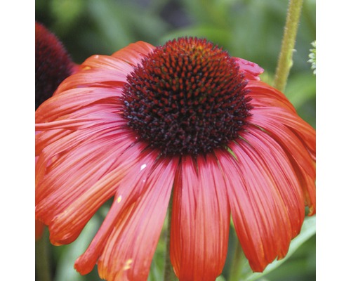 Detailný záber jedného kvetu Echinacea v záhrade.