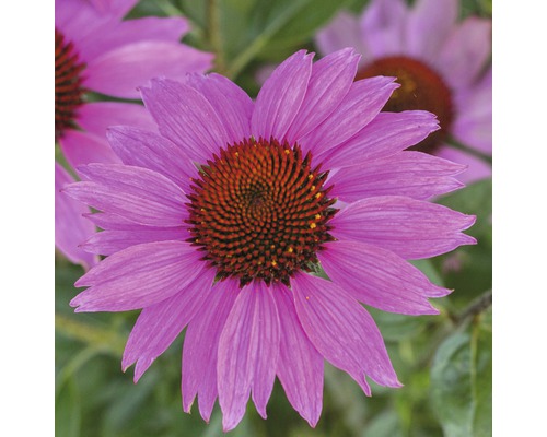 Detailný pohľad na kvitnúcu rastlinu Echinacea