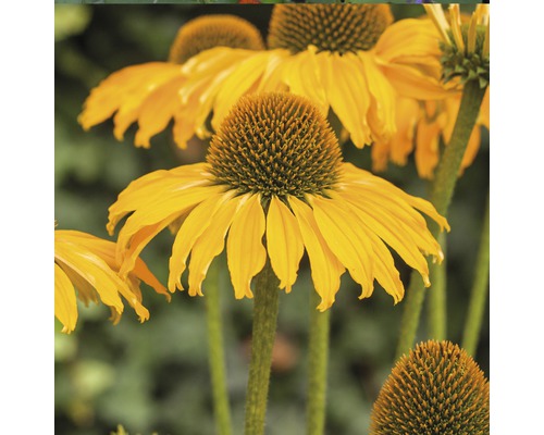 Žltá echinacea v detaile