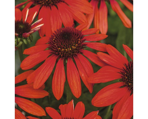 Detail červených echinacea s hnedými kvetnými hlavami