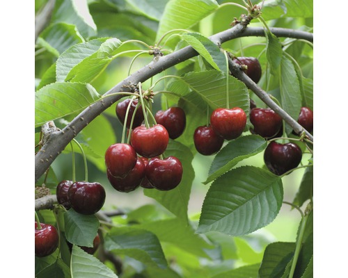 Čerešňa chrupka BIO neskorá FloraSelf Bio Prunus avium 'Schneiderova' 120-150 cm kvetináč 7,5 l