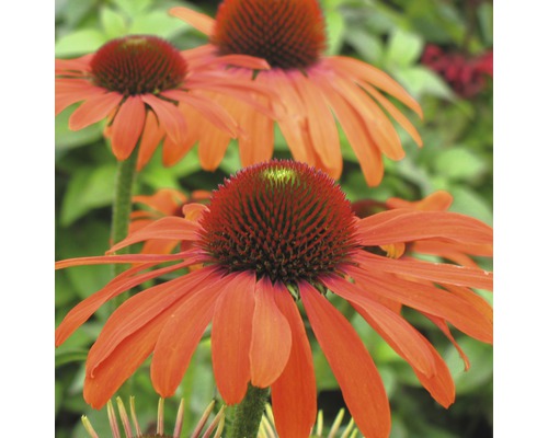 Detailný záber niekoľkých kvetov Echinacea v záhrade