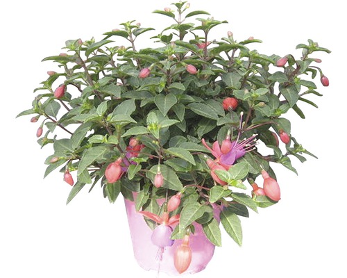 Fuchsie v kvetináči