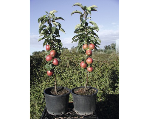 Jabloň stĺpovitá BIO FloraSelf Bio Malus domestica 'Fire Dance' 130-150 cm kvetináč 10 l