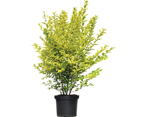 Vtáčí zob zlatý FloraSelf Ligustrum ovalifolium 'Aureum' výška 60-80 cm kvetináč 10 l kríkový a kompaktný