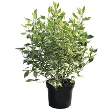 Drieň biely FloraSelf Cornus alba 'Ivory Halo'® výška 80-100 cm kvetináč 10 l