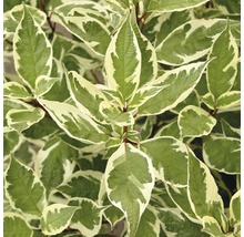 Drieň biely FloraSelf Cornus alba 'Ivory Halo'® výška 80-100 cm kvetináč 10 l