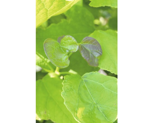 Detailný pohľad na zelené listy rastliny