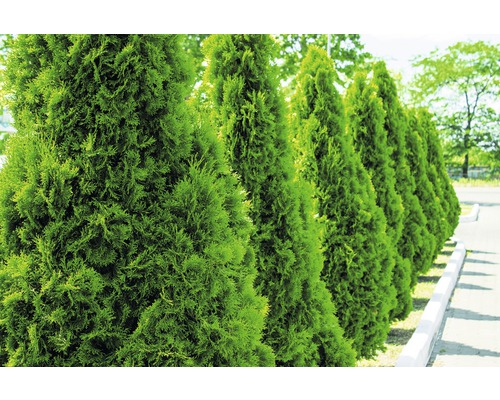 Tuja západná FloraSelf thuja occidentalis 'Smaragd' 100-125 cm kvetináč 10 l neprekorenená