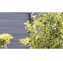 WPC plot s kríkom v záhrade