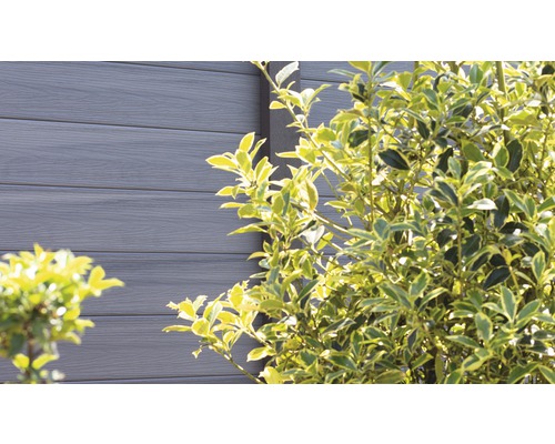 WPC plot s kríkom v záhrade