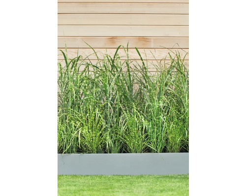 Vysoká tráva v sivom kvetináči pred drevenou stenou