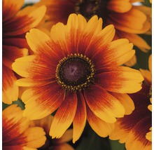 Detailný záber kvetov Rudbeckia Hirta, ideálny do záhrady