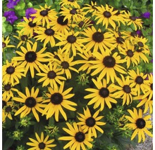 Skupina kvetov Rudbeckia v záhrade
