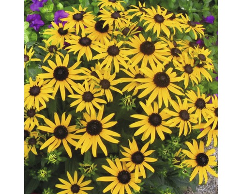 Skupina kvetov Rudbeckia v záhrade