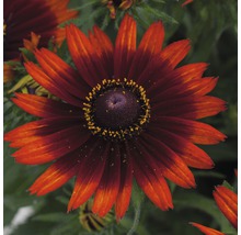 Kvet rudbekie