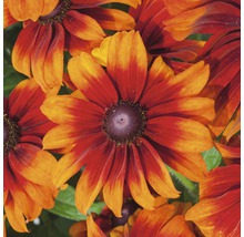 Detail kvetov Rudbeckia s tmavým stredom a žltočervenými okvetnými lístkami