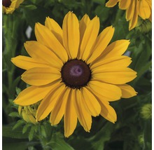 Detail žltej rudbekie