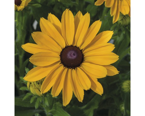 Detail žltej rudbekie