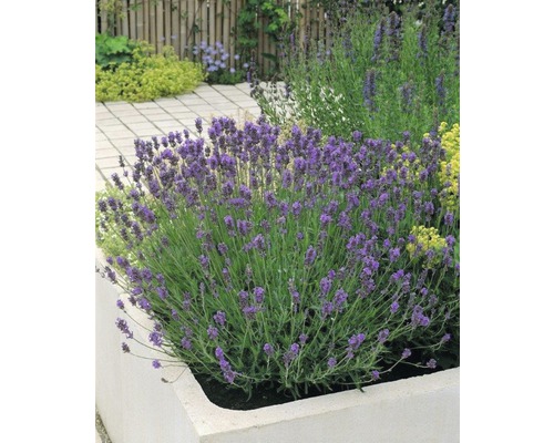 Levanduľa FloraSelf Lavandula angustifolia 'Munstead' 20-30 cm kvetináč 5 l