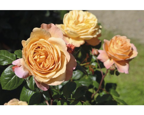 Ruža Rosen Tantau Rosa x hybrid „Capri“ s balom