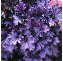 Okrasná rastlina Heuchera s listami
